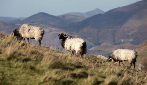 BELIER-EN-ESTIVE-SUR-URTAI-UREPEL-PNR-MONTAGNE-BASQUE
