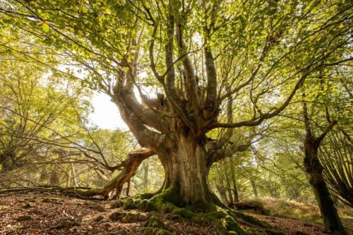 CHENE-PNR-MONTAGNE-BASQUE (1)
