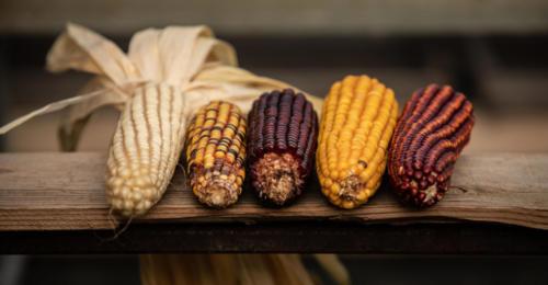 MAIS-PNR-MONTAGNE-BASQUE (1)